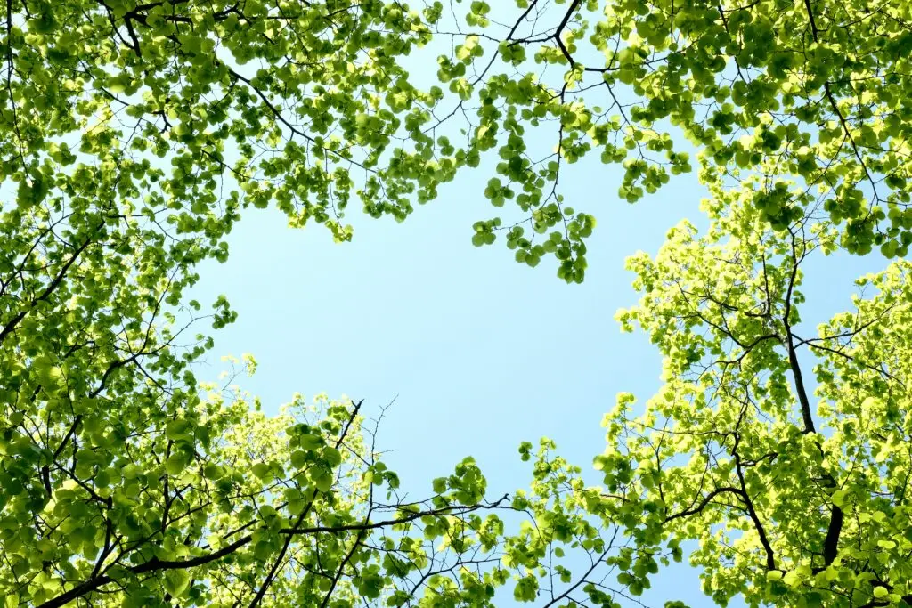Green tree canopy with blue sky background promoting sustainable environment and green future concept