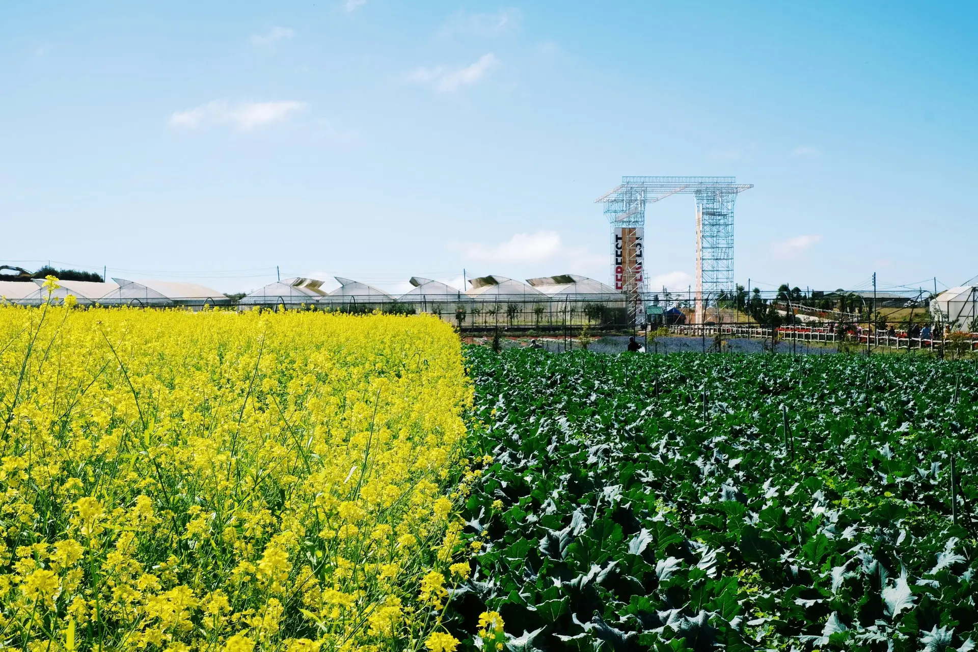 Green grass with biofuels, symbolizing sustainable energy and eco-friendly solutions